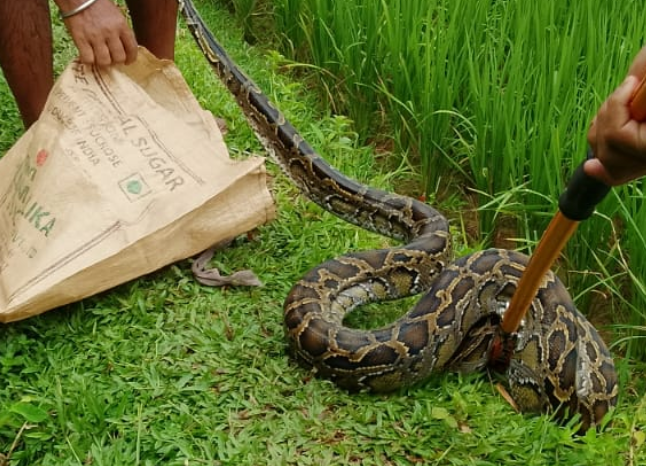 Python Rescued from Paddy Field, Released in Bison Park