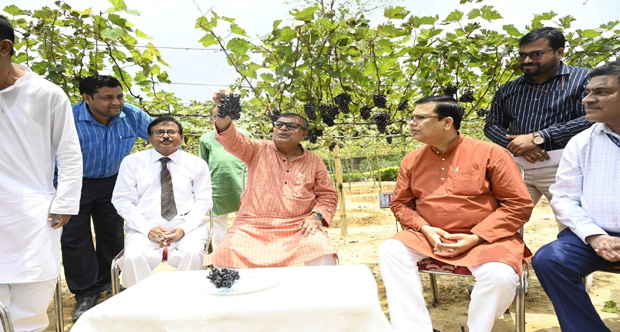 Tripura Pushes Grape Farming as Ratan Lal Nath Envisions Agricultural Transformation