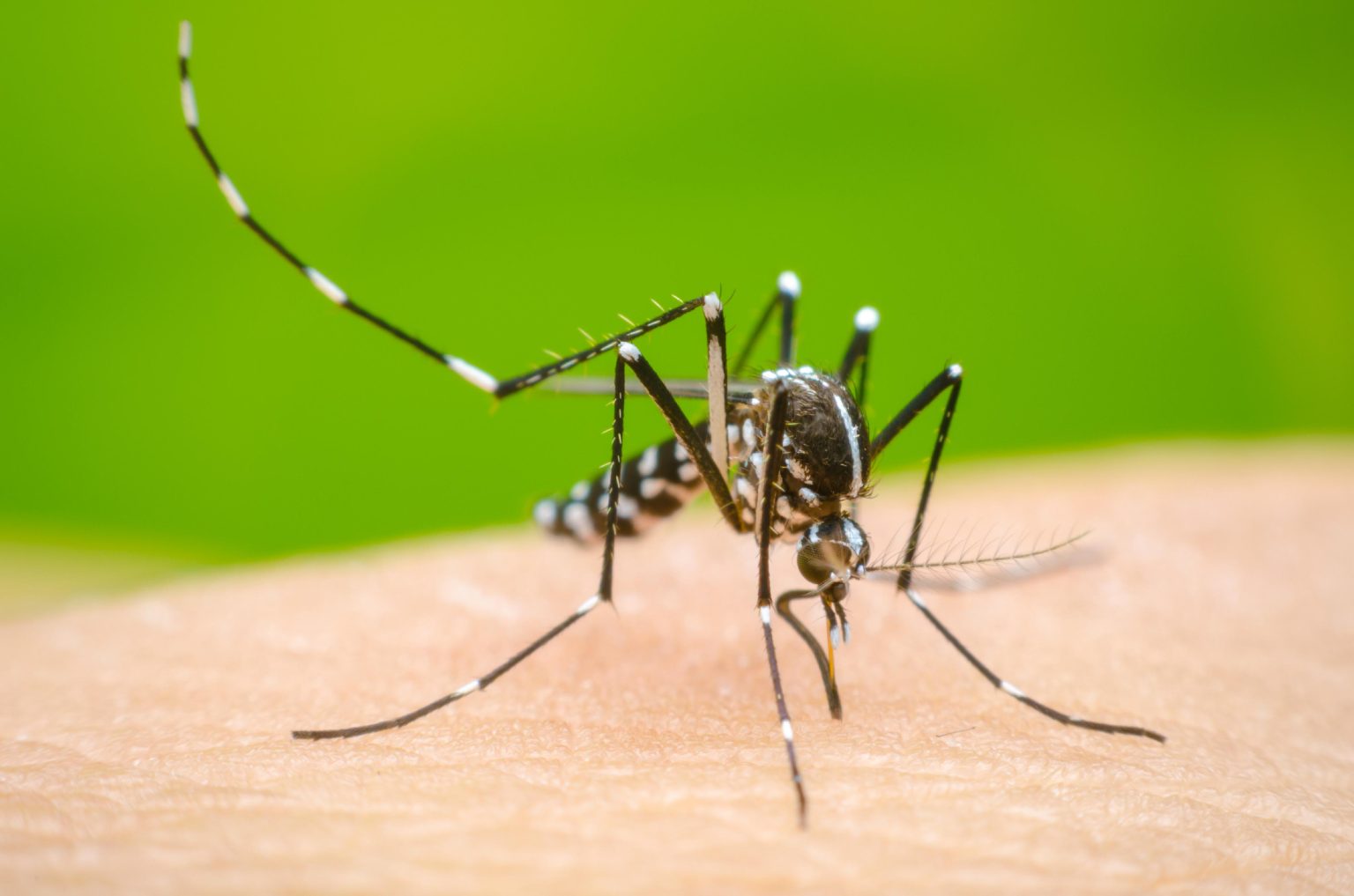 Dengue Cases Rise Across Sri Lanka Amid Increased Mosquito Breeding Concerns